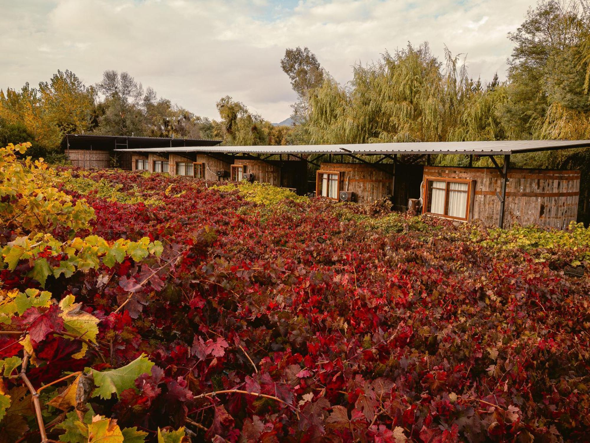 Cava Colchagua Hotel Boutique Santa Cruz Exterior foto